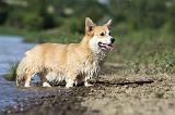 CORGI PEMBROKE 772